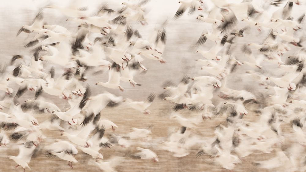 Untitled art print by Qingsong Wang for $57.95 CAD
