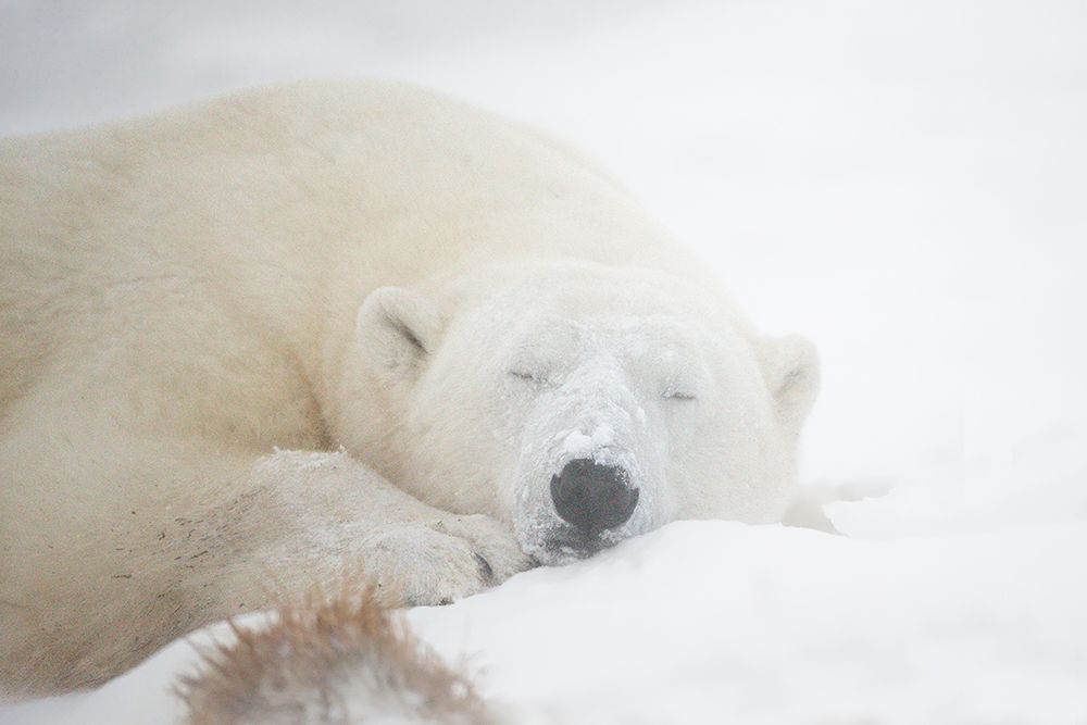 Sleeping art print by Marco Pozzi for $57.95 CAD