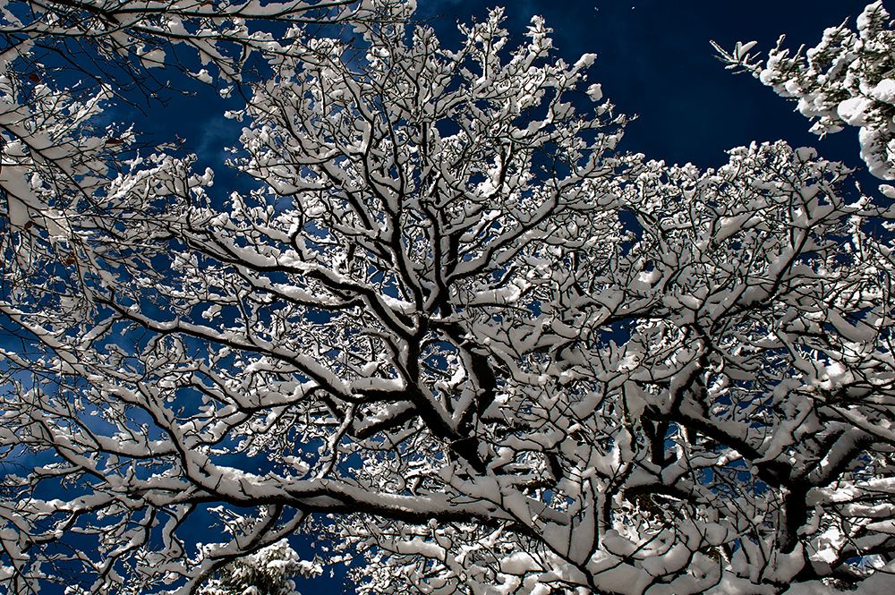 Snow In The Forest art print by Katia Moon for $57.95 CAD