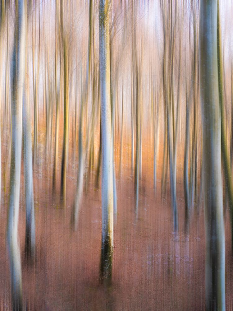 Magic Woodland art print by Riccardo Zanin for $57.95 CAD
