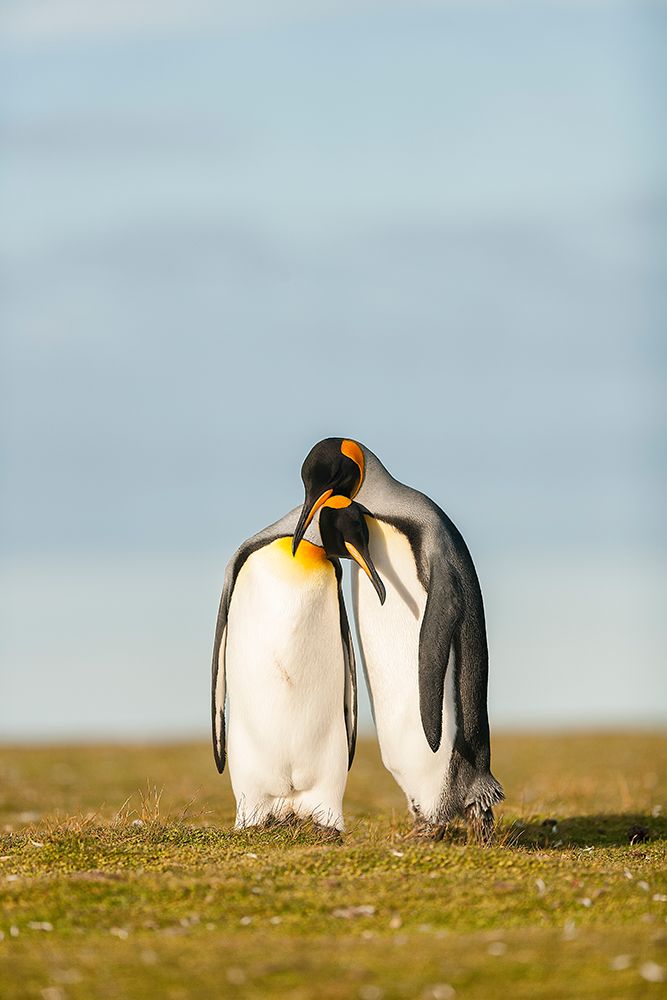 King Penguins Couple art print by Joan Gil Raga for $57.95 CAD