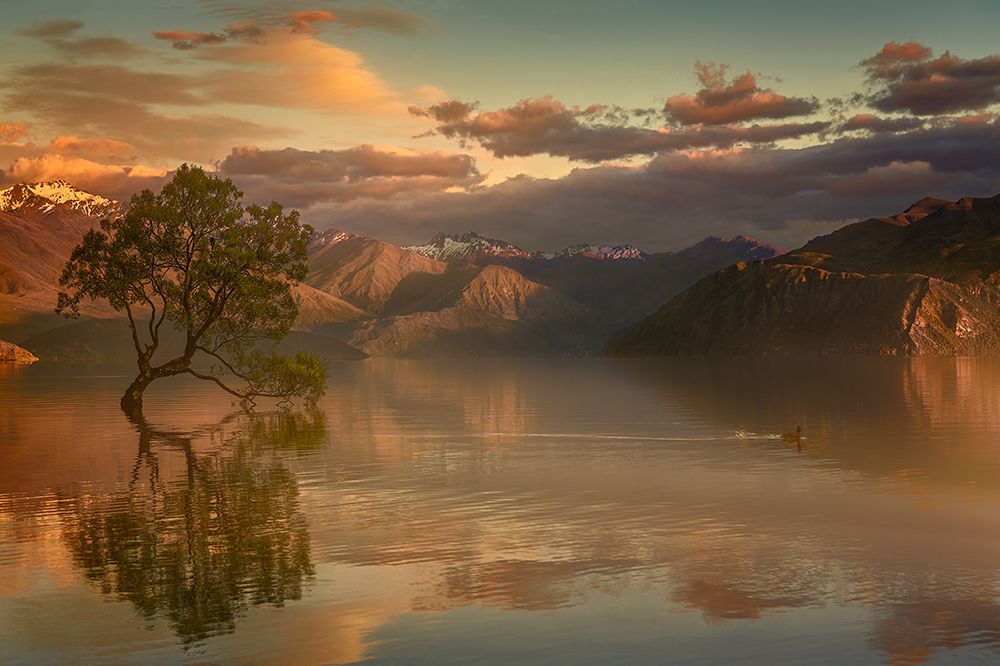 Lone Tree Not Alone art print by Stanley Loong for $57.95 CAD