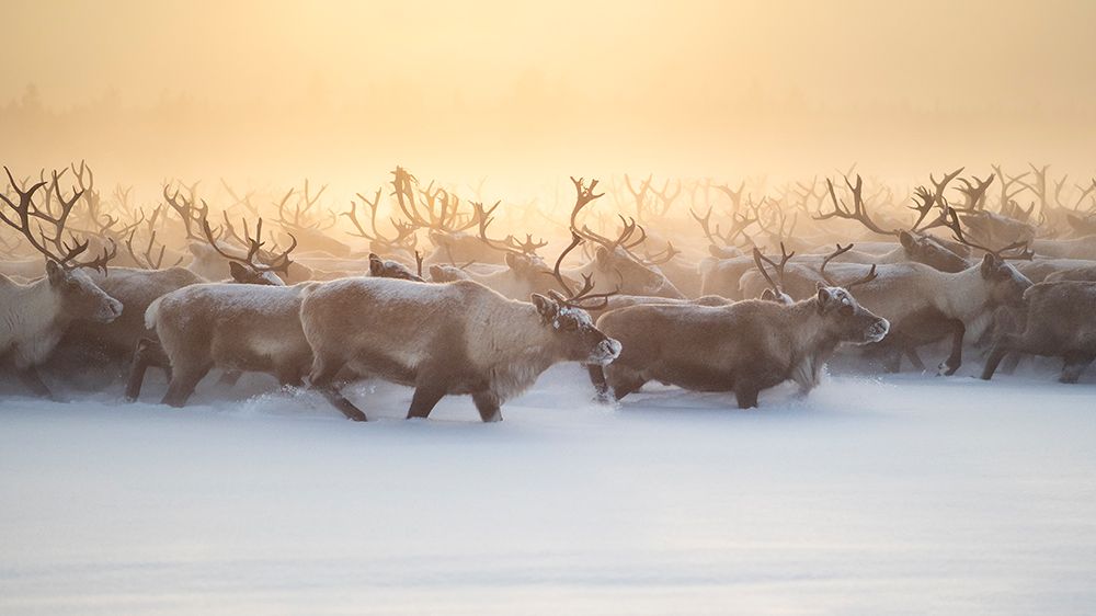 The herd III art print by Marcel Rebro for $57.95 CAD