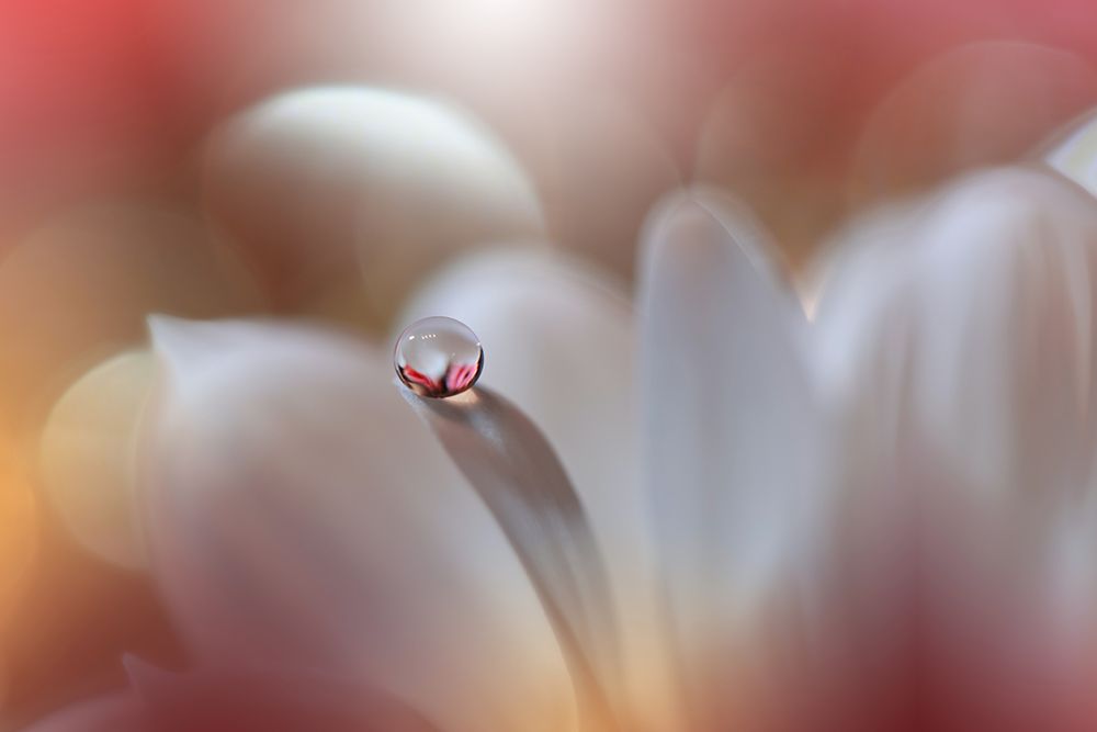 Enigma.. art print by Juliana Nan for $57.95 CAD