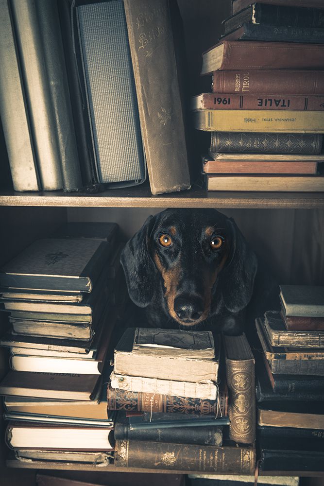 Der Kleine Bibliothekar - Little Librarian art print by Heike Willers for $57.95 CAD