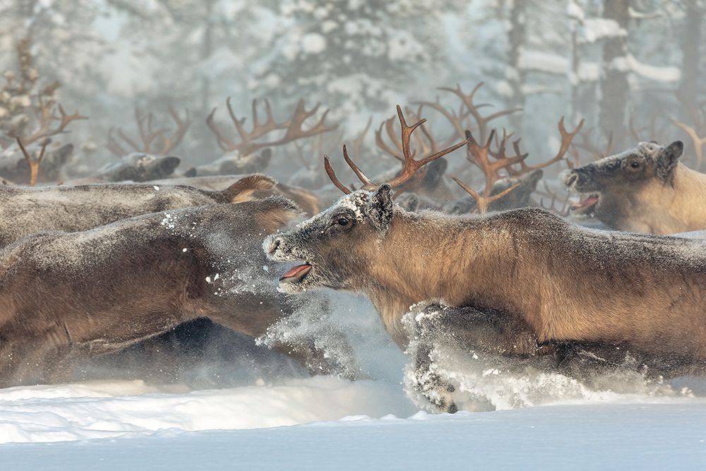 Reindeers Iii art print by Patrik Minar for $57.95 CAD
