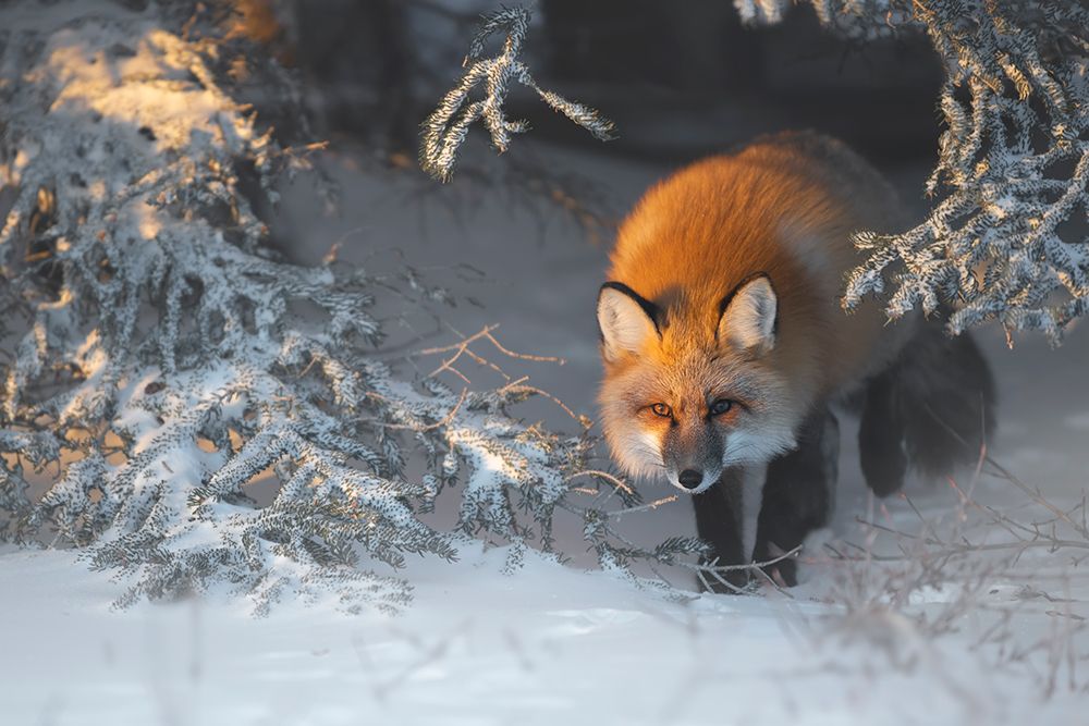 Red Fox art print by Roberto Marchegiani for $57.95 CAD