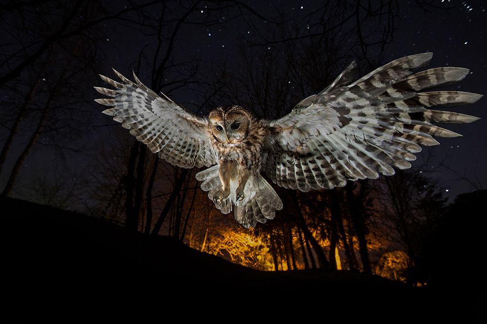Tawny Owl And The False Fire art print by Fabrizio Moglia for $57.95 CAD