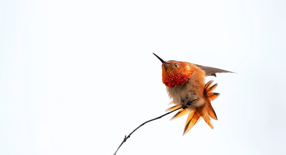 Little bird art print by Phillip Chang for $57.95 CAD