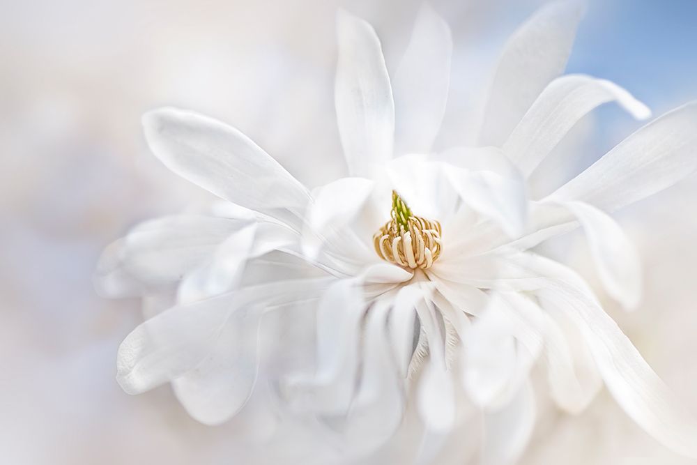 Magnolia Stellarta art print by Jacky Parker for $57.95 CAD