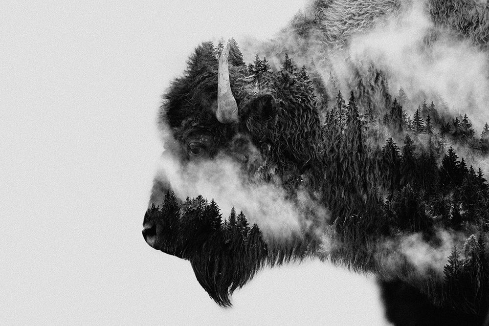 Bison art print by Angyalosi Beata for $57.95 CAD