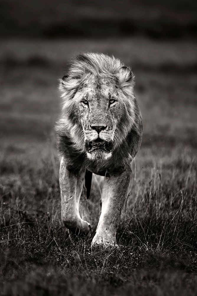 Lion patrolling art print by Xavier Ortega for $57.95 CAD