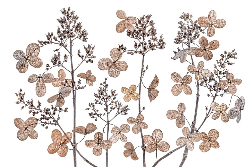 Hydrangea Paniculata art print by Mandy Disher for $57.95 CAD