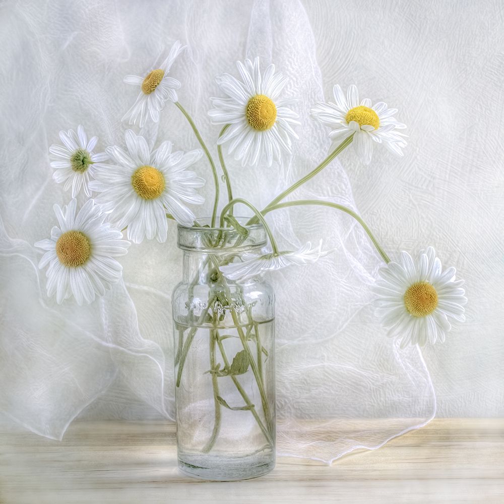 Daisies art print by Mandy Disher for $57.95 CAD