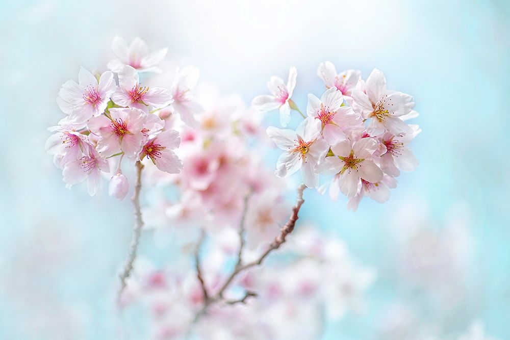 Yoshino art print by Jacky Parker for $57.95 CAD