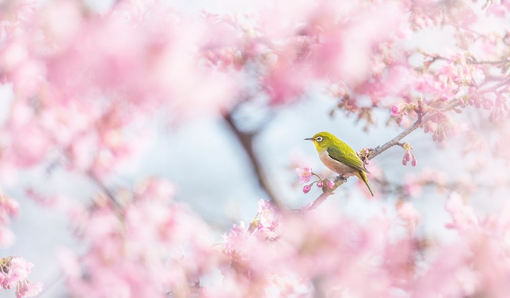 Cherry-Blossom Color art print by Takashi Suzuki for $57.95 CAD