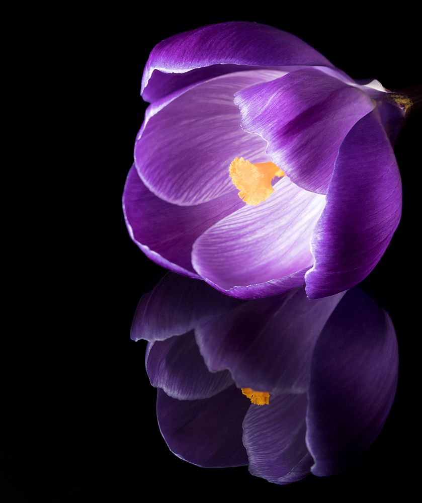 Crocus Flower With Reflections art print by Jens Gade for $57.95 CAD