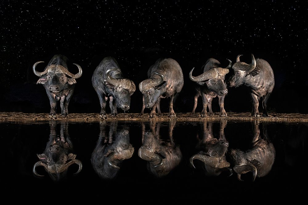 Buffaloes in the waterhole at night art print by Xavier Ortega for $57.95 CAD