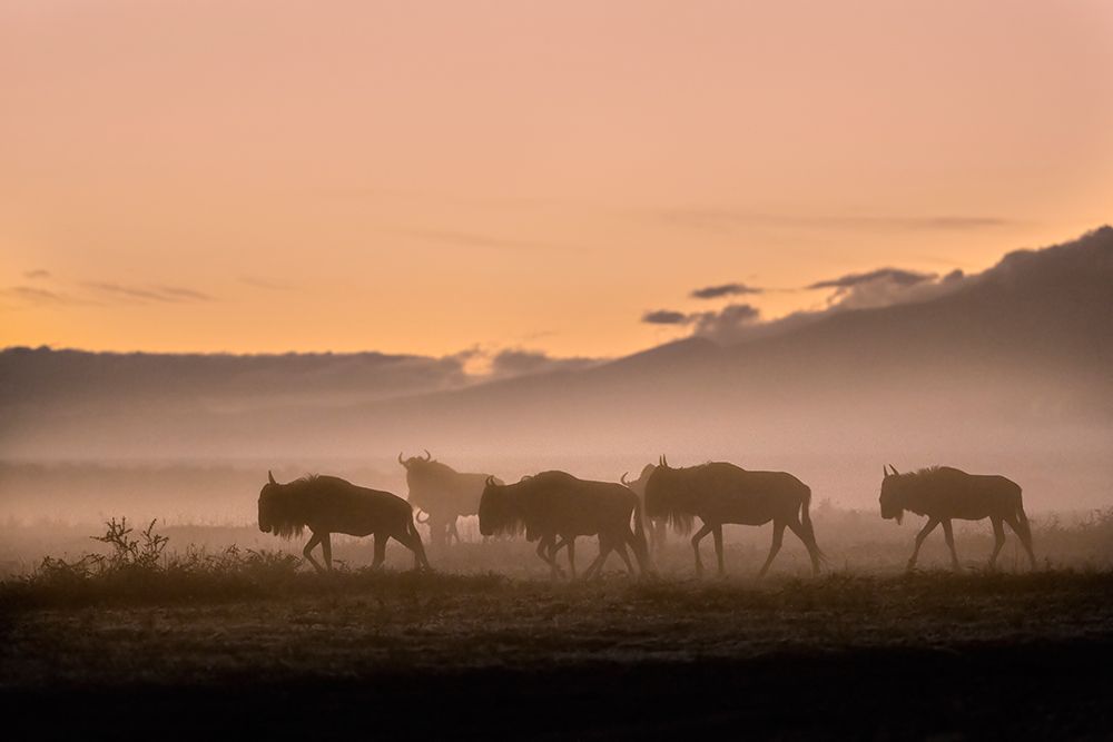 Early morning in Serengeti art print by Fabrizio Moglia for $57.95 CAD