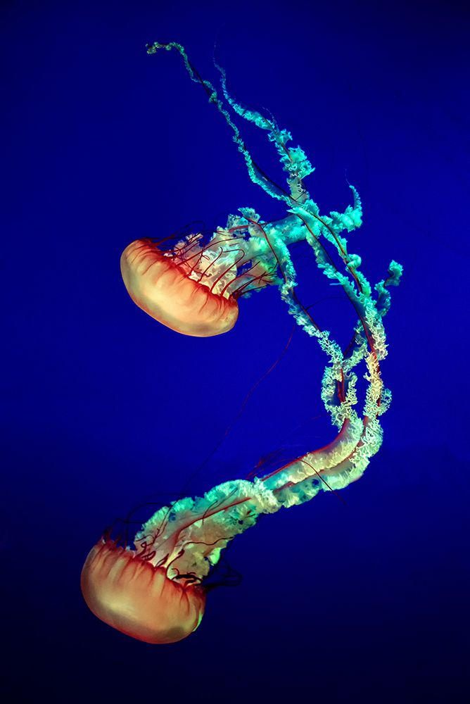 Jelly Fish art print by Louis-Philippe Provost for $57.95 CAD