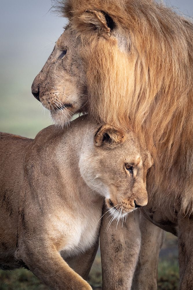 Wild Love art print by Ali Khataw for $57.95 CAD