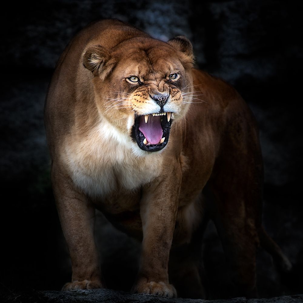 Lion Portrait art print by Santiago Pascual Buye for $57.95 CAD