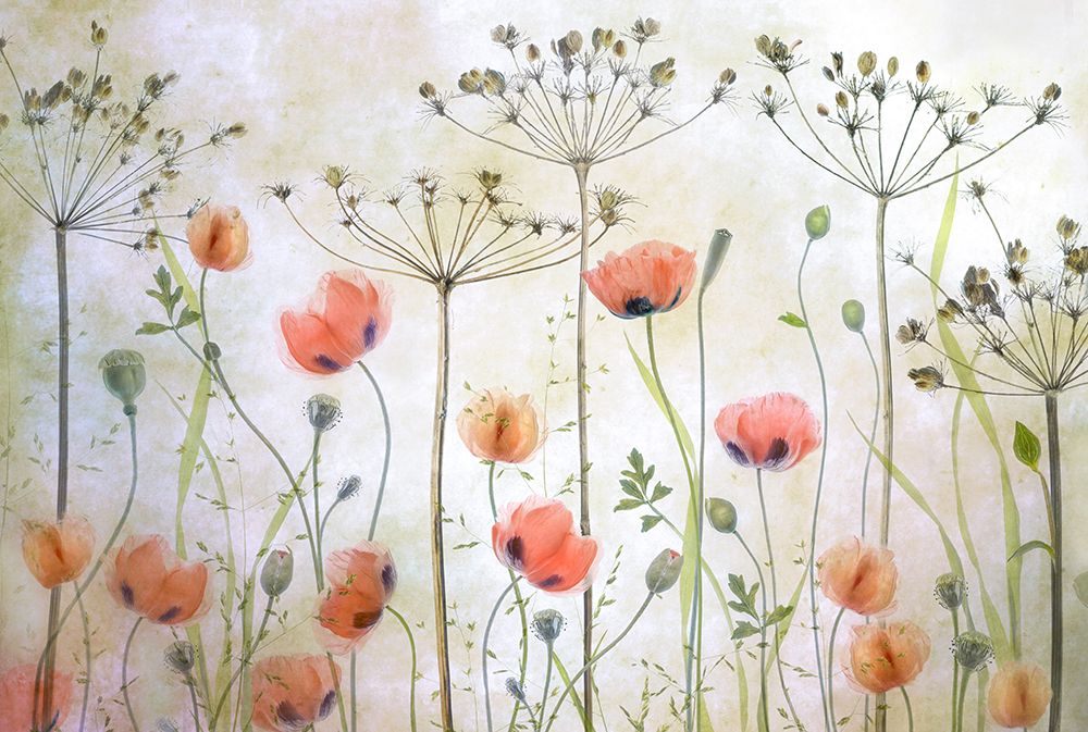 Poppy Meadow art print by Mandy Disher for $57.95 CAD