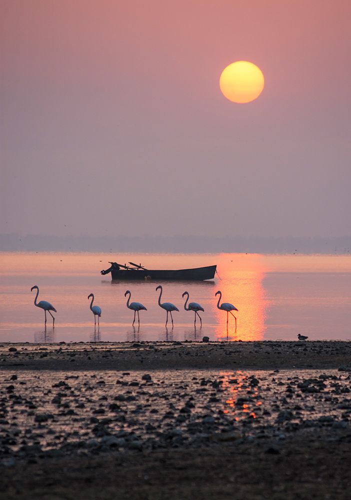 Morning Sunbath art print by Ilias Nikoloulis for $57.95 CAD