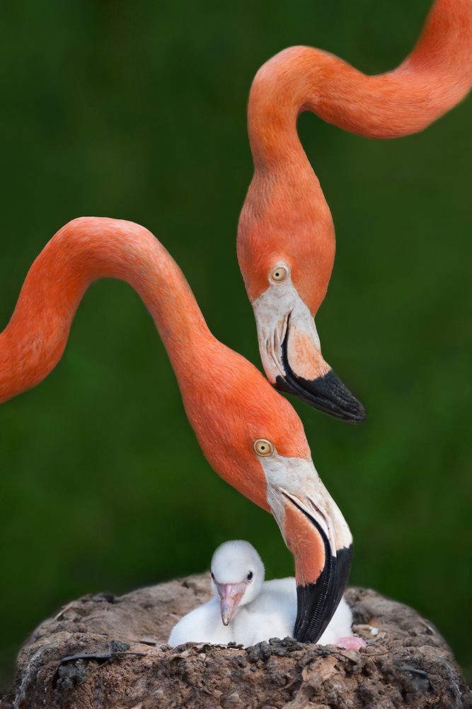 Caribbean flamingo family art print by Xavier Ortega for $57.95 CAD