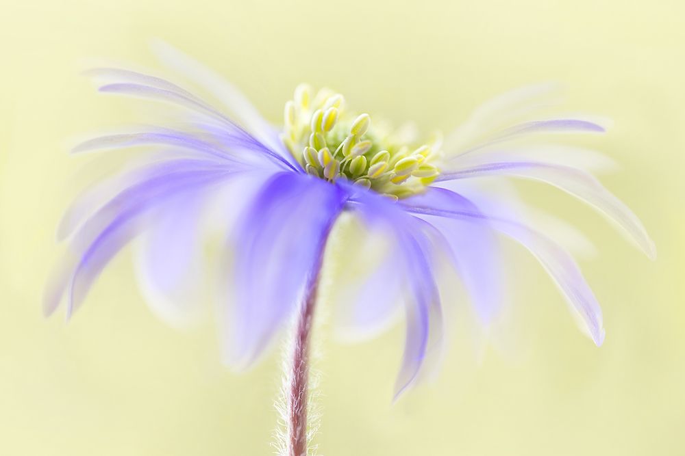 Anemone Blanda art print by Mandy Disher for $57.95 CAD
