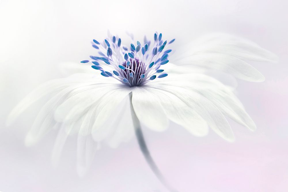 Anemone Blanda art print by Jacky Parker for $57.95 CAD