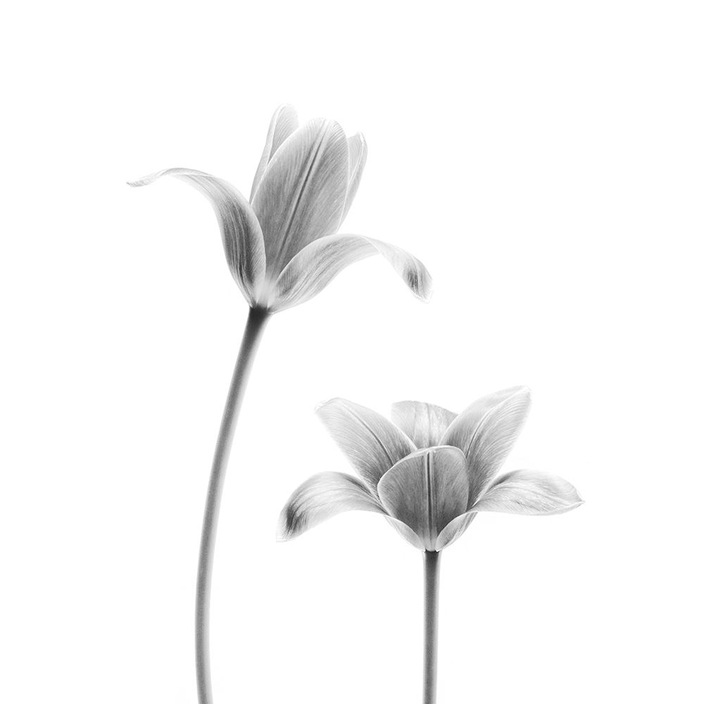 First Tulips art print by Lotte Gronkjar for $57.95 CAD