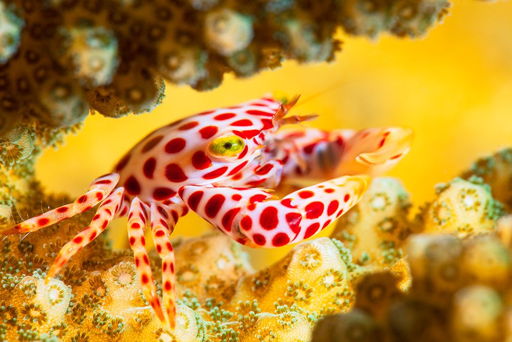 Red -Spotted Guard Crab art print by Barathieu Gabriel for $57.95 CAD