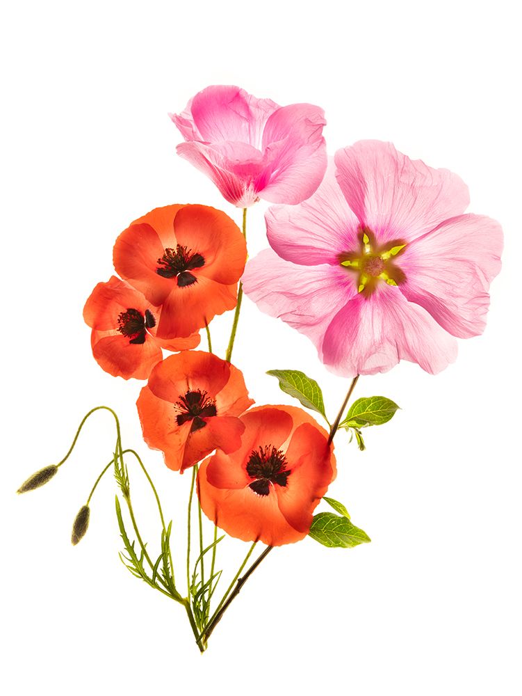 Flower Composition Iii art print by Azriel Yakubovitch for $57.95 CAD