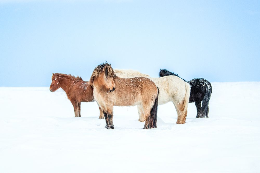 Horses In Color art print by Faris for $57.95 CAD