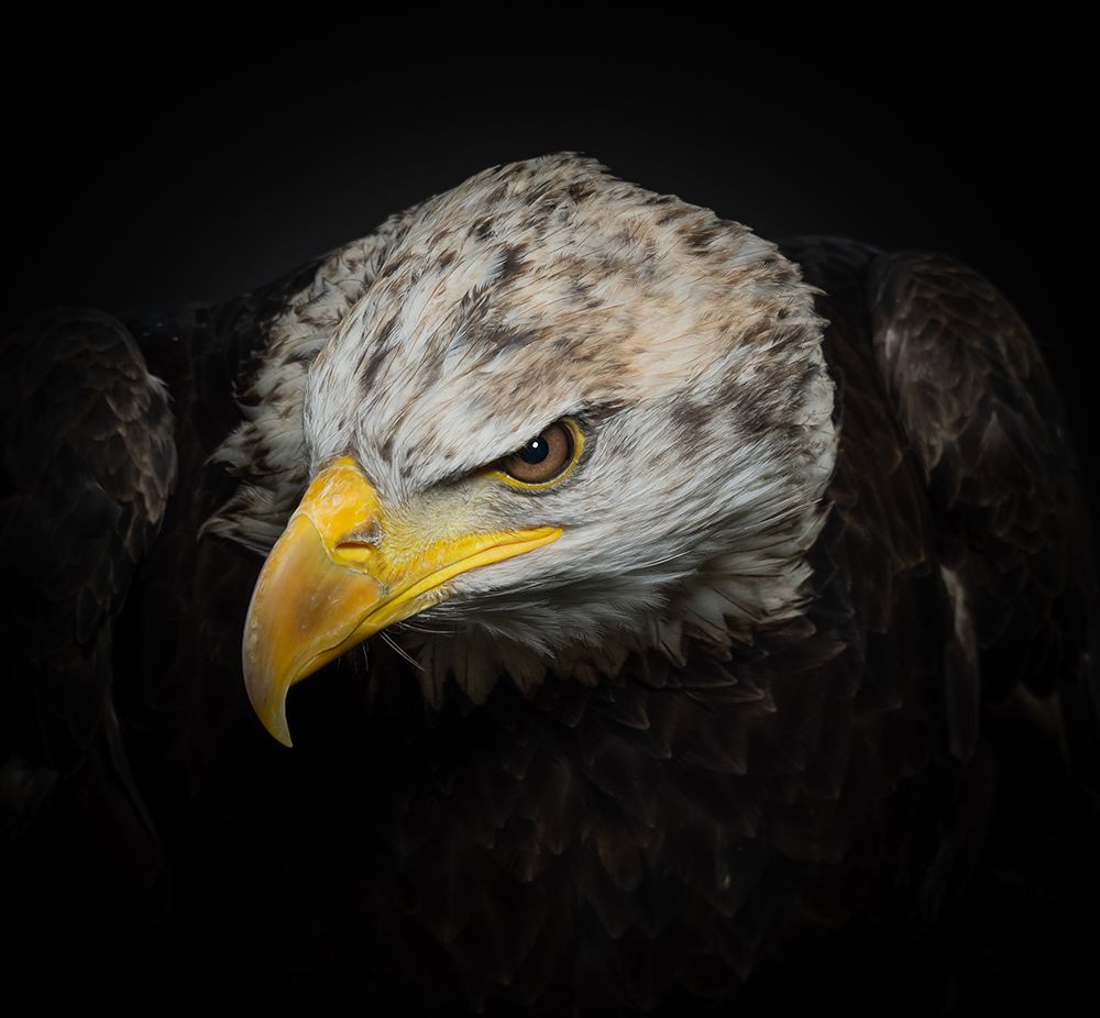 The American Eagle art print by Natascha Worseling for $57.95 CAD