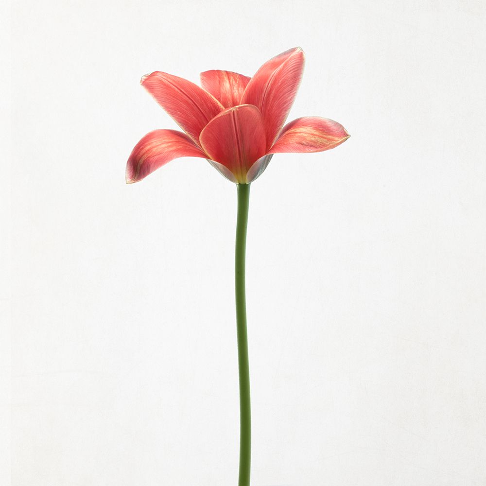 Long stemmed tulip art print by Lotte Gronkjar for $57.95 CAD