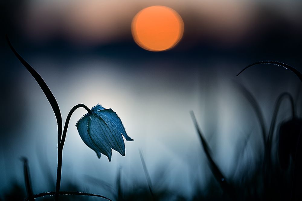Q Rising Sun...Q art print by Wil Mijer for $57.95 CAD