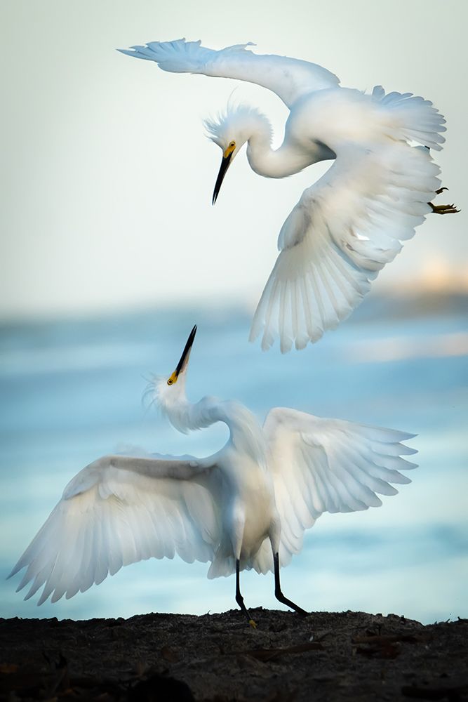 Snowy Egret Tango art print by Ali Khataw for $57.95 CAD