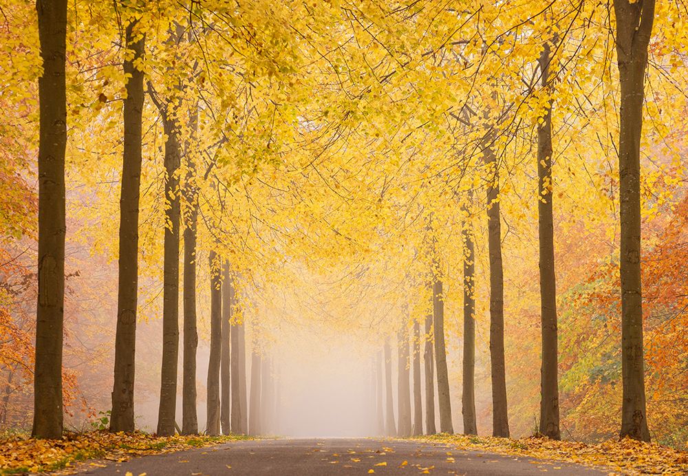 Autumn Road art print by Keller for $57.95 CAD