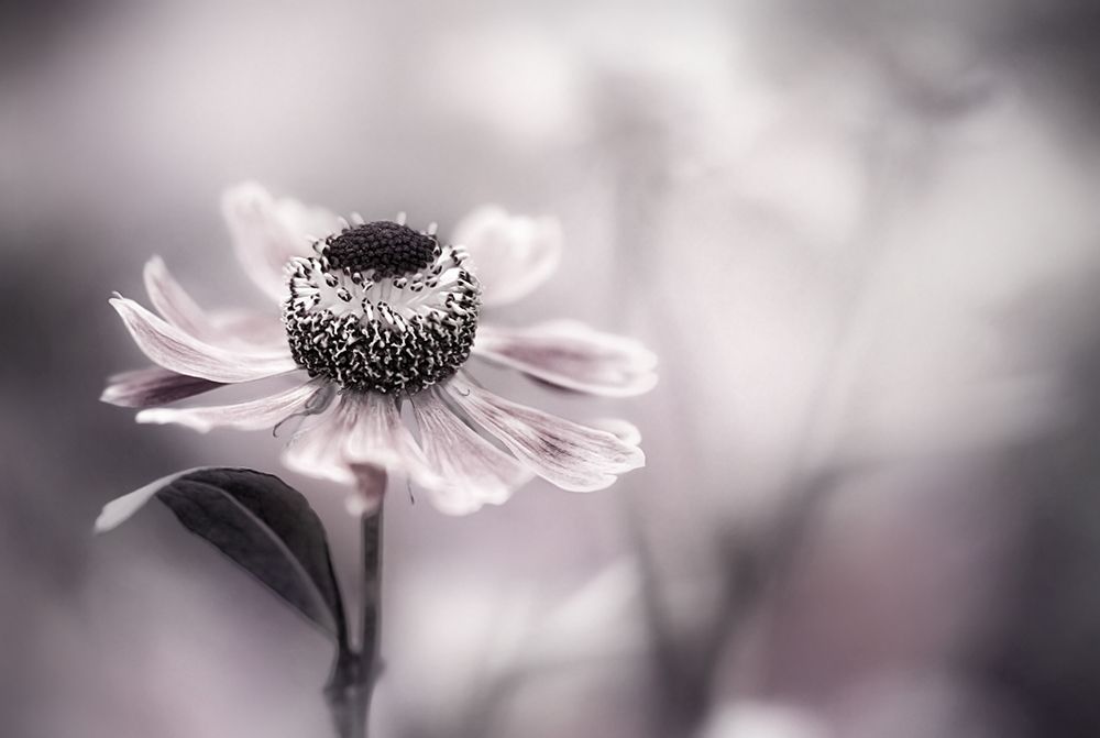 Helenium art print by Mandy Disher for $57.95 CAD