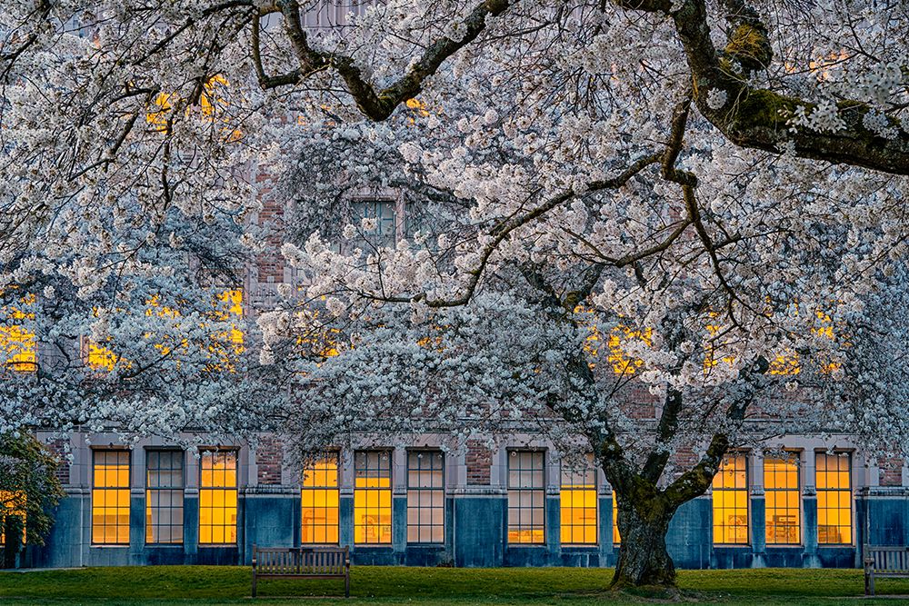 Morning at University of Washington art print by Lydia Jacobs for $57.95 CAD