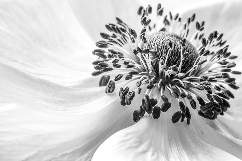 Anemone art print by Mandy Disher for $57.95 CAD