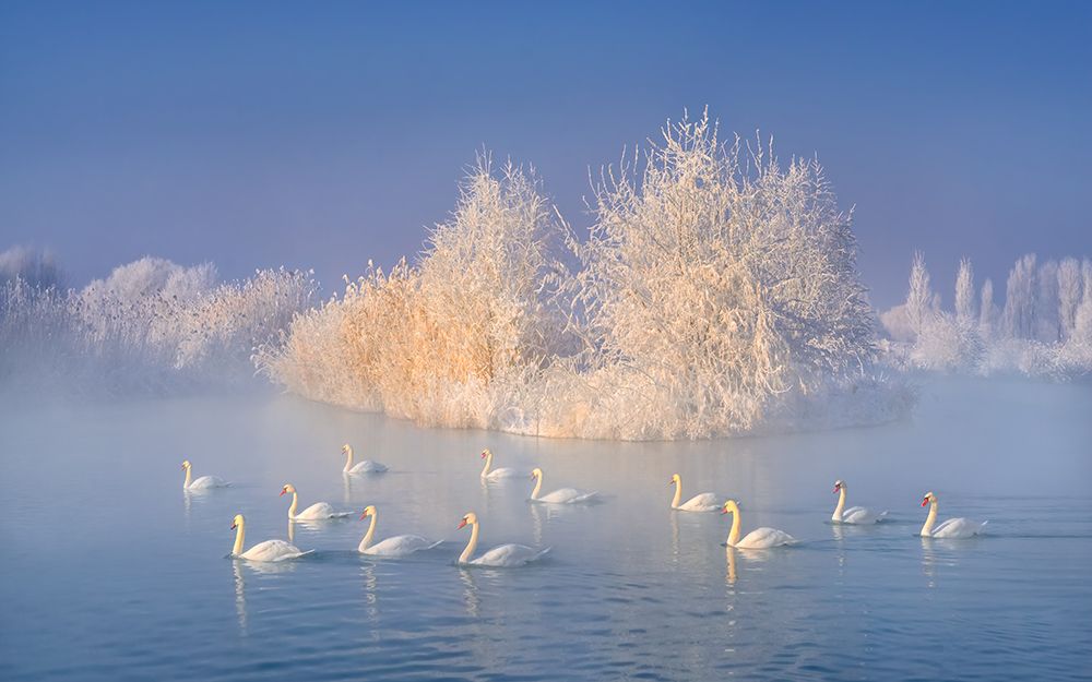 Swan Lake art print by Hua Zhu for $57.95 CAD