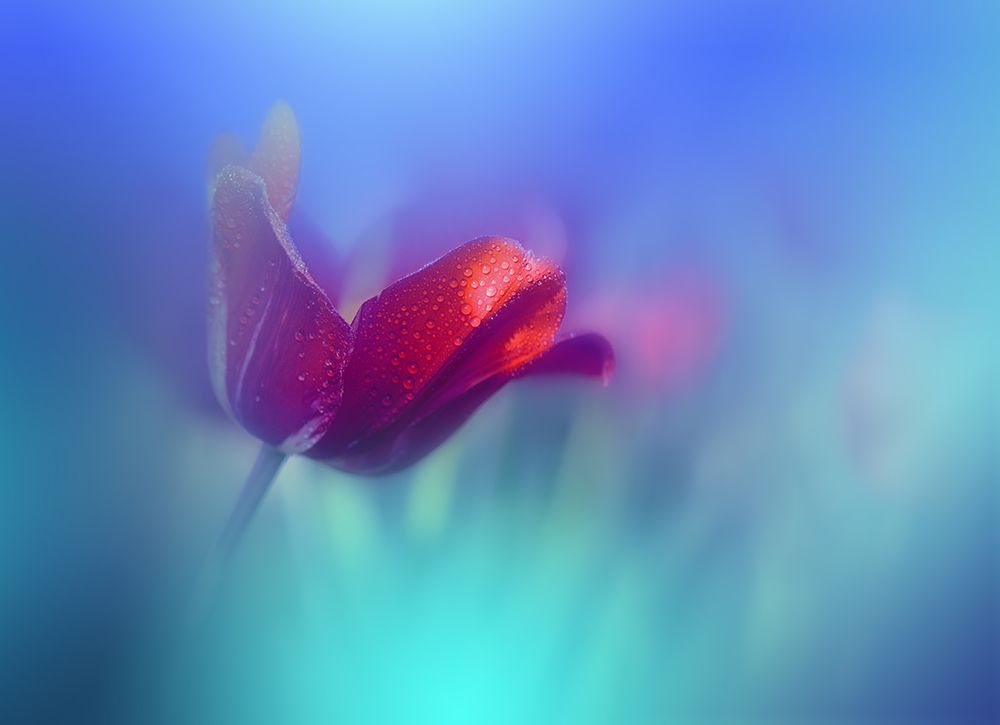 Springtime.. art print by Juliana Nan for $57.95 CAD
