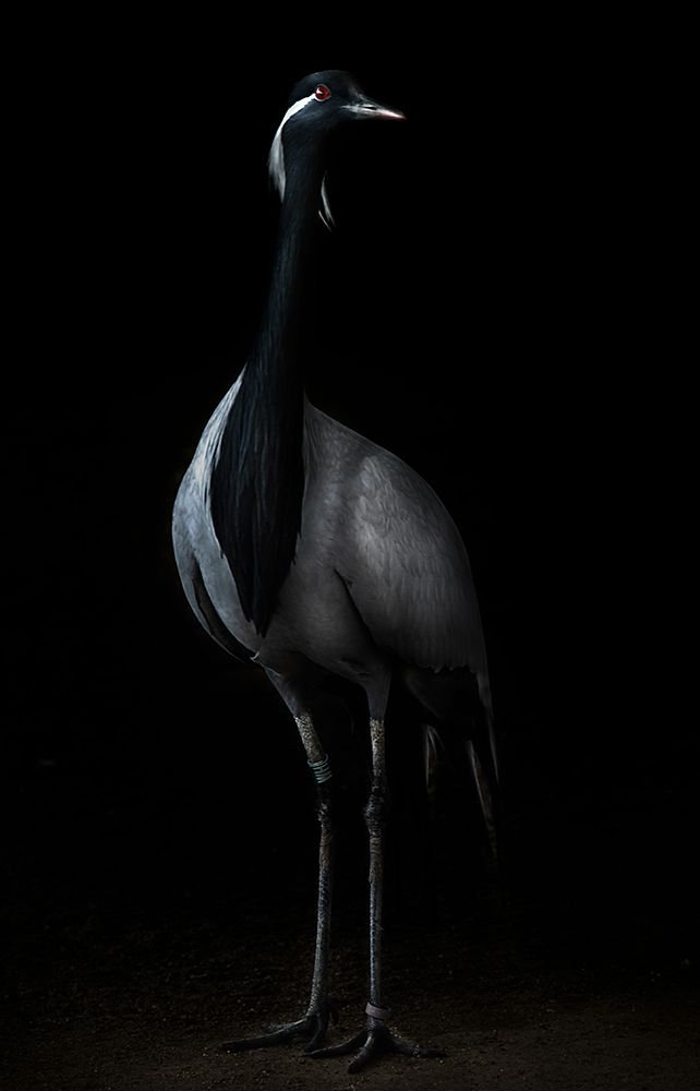 Demoiselle Crane Portrait Ii art print by Santiago Pascual Buye for $57.95 CAD