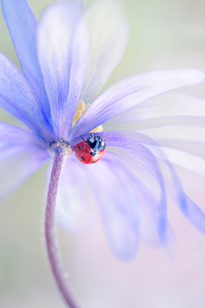 Spring Lady art print by Jacky Parker for $57.95 CAD