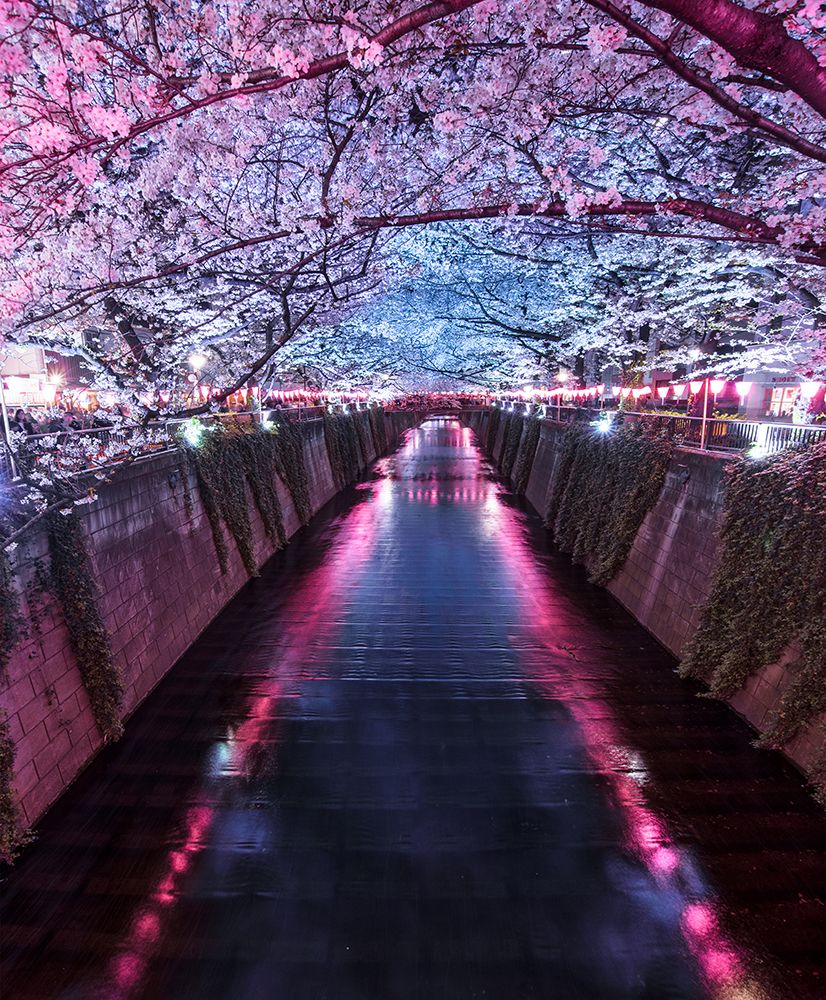 Sakura Season art print by F4 Passion for $57.95 CAD