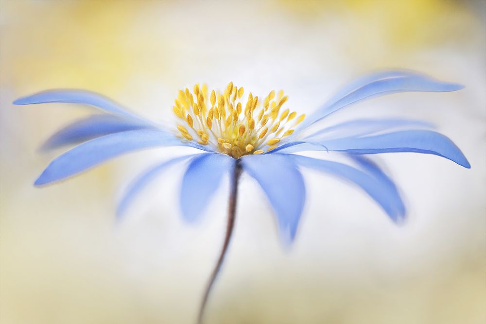 Anemone art print by Mandy Disher for $57.95 CAD