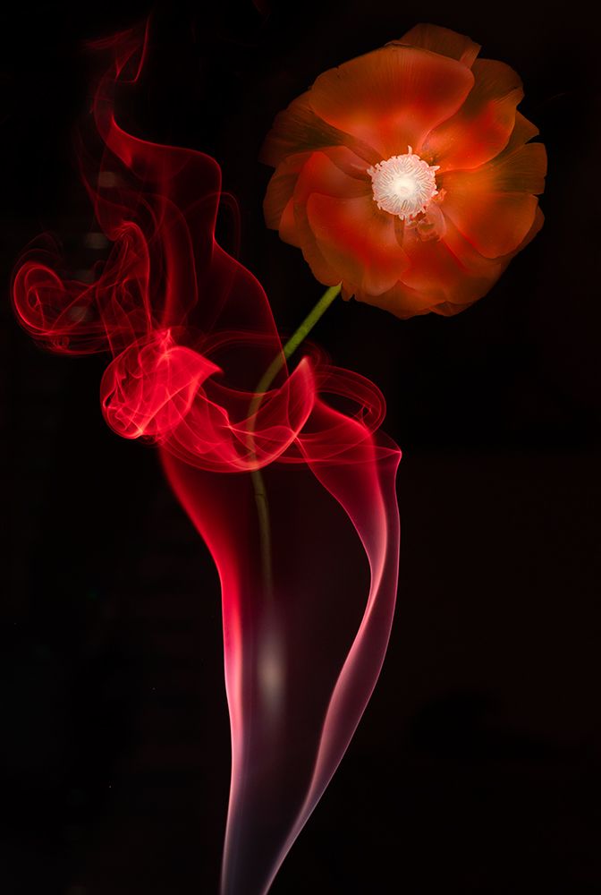 Red Buttercup art print by Azriel Yakubovitch for $57.95 CAD